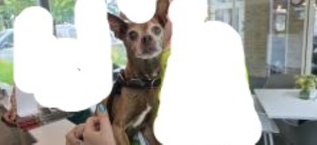 Hond Chihuahua