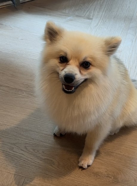 Hond Keeshond