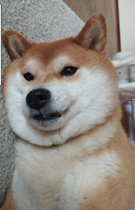Hond Shiba inu