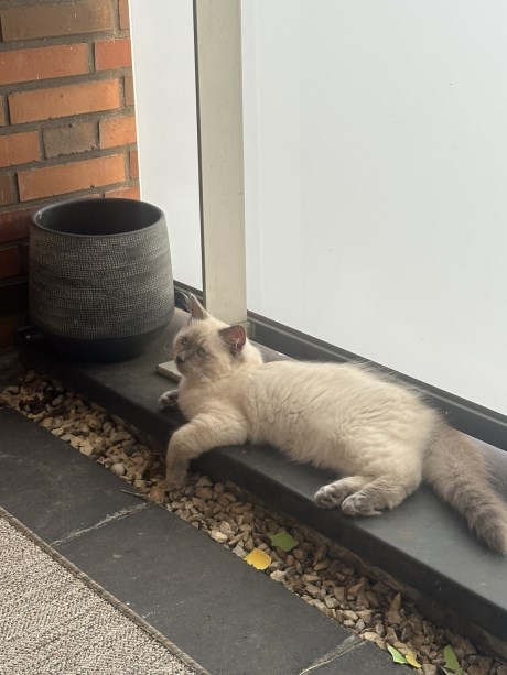 Kat Ragdoll