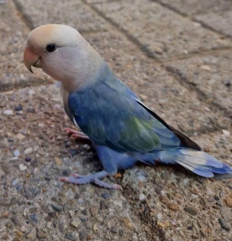 Vogel (Dwerg-)papegaai