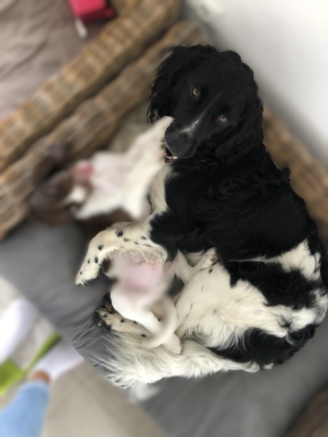 Hond Kruising