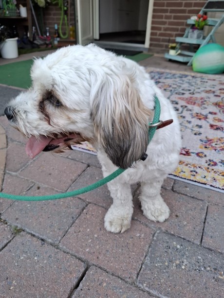Hond Boomer