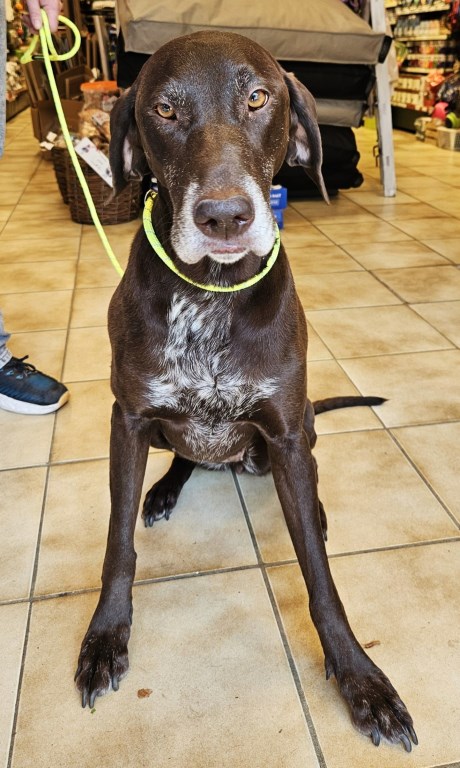Hond Duitse staande