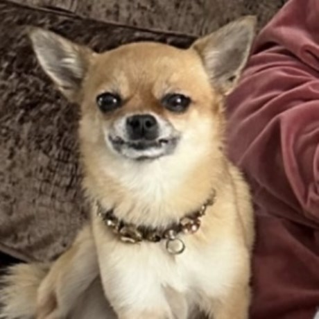 Hond Chihuahua