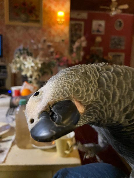 Vogel (Dwerg-)papegaai