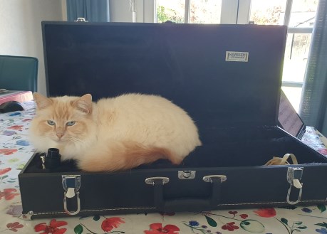 Kat Heilige Birmaan