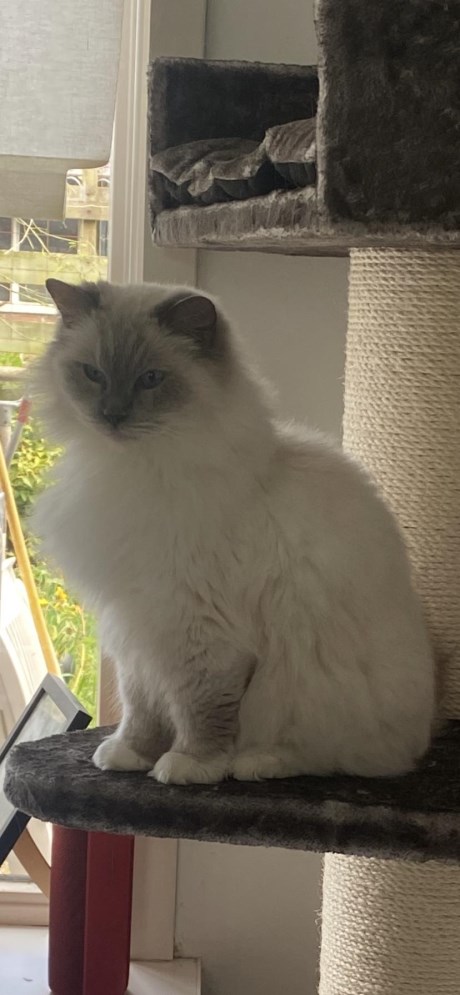 Kat Ragdoll