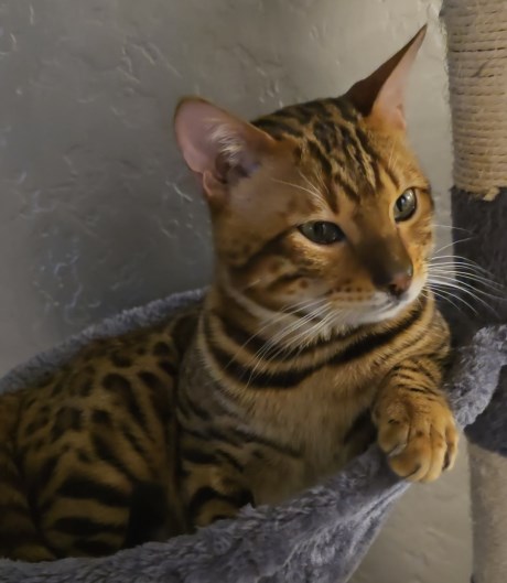 Kat Bengaal