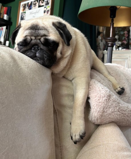 Hond Mops