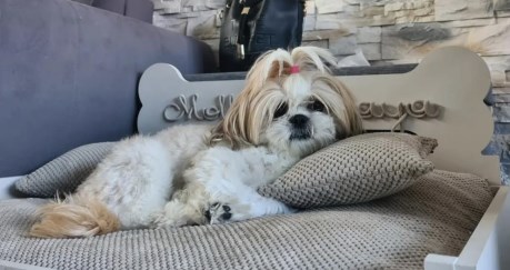 Hond Shih-tzu