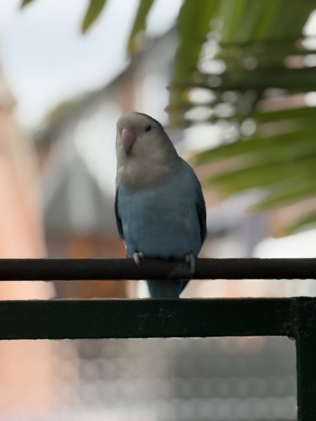 Vogel (Dwerg-)papegaai