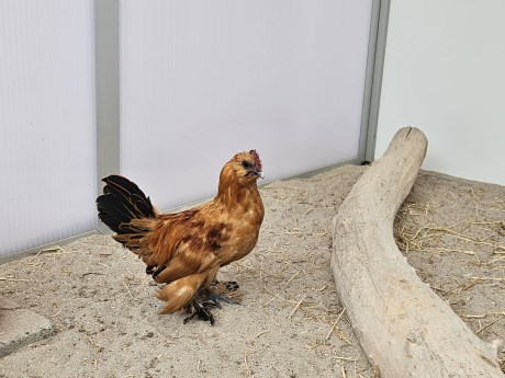 Vogel Hoendervogel