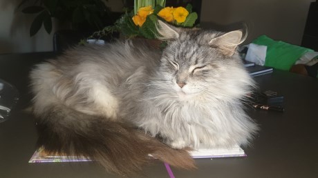 Kat Maine Coon