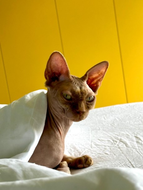 Kat Sphynx