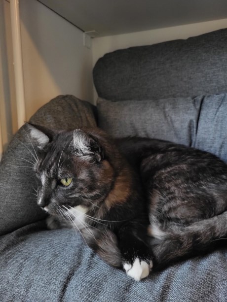 Kat Maine Coon X