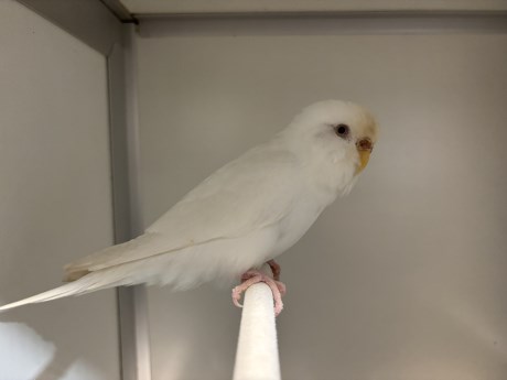 Vogel Parkiet
