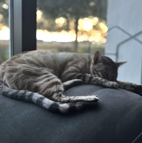 Kat Bengaal