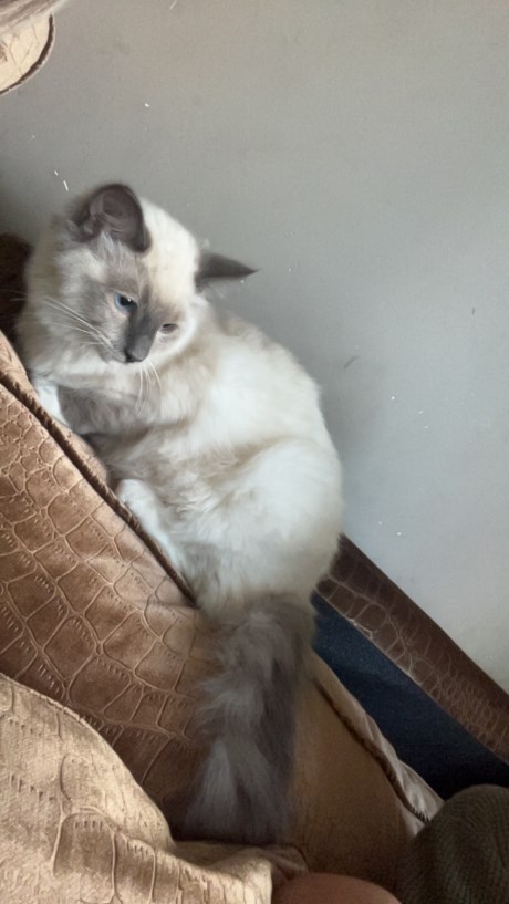Kat Ragdoll
