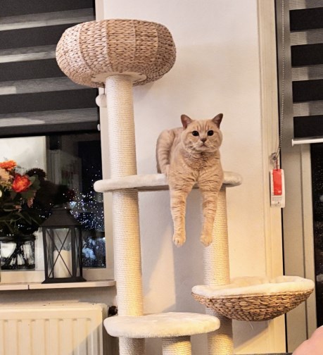 Kat Brits korthaar