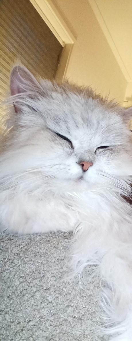 Kat Perzische
