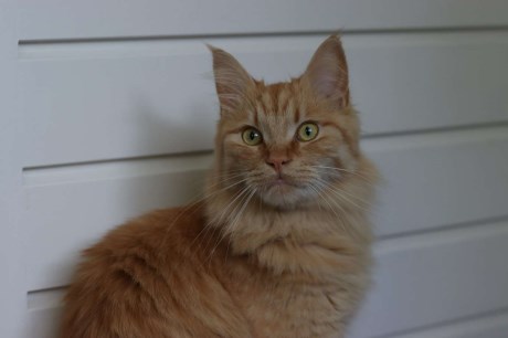 Kat Maine Coon