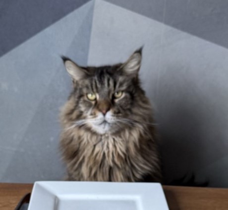 Kat Maine Coon