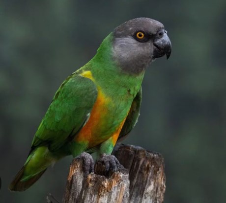 Vogel (Dwerg-)papegaai
