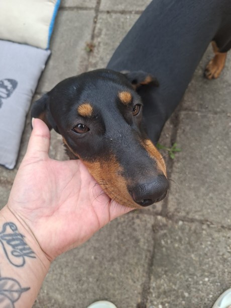 Hond Teckel