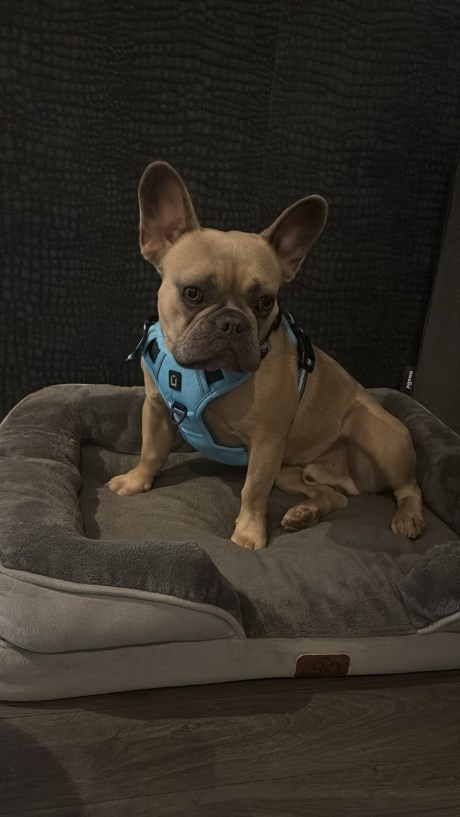 Hond Bulldog
