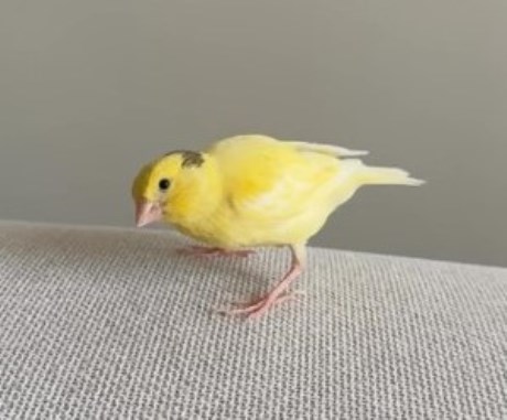 Vogel Kanarie