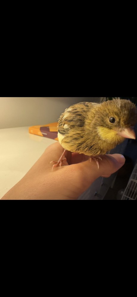 Vogel Kanarie