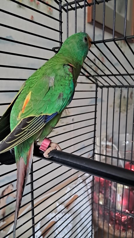 Vogel Parkiet