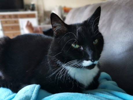 Kat Europese korthaar of huiskat