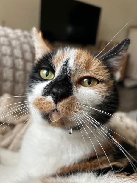 Kat Europese korthaar of huiskat