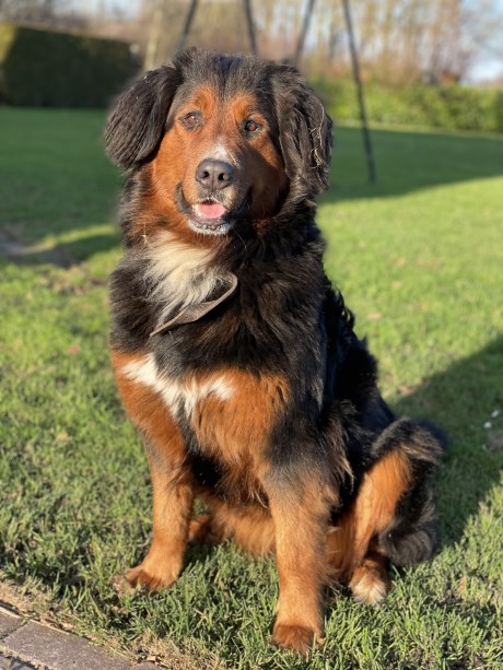 Hond Berg- en Sennenhond