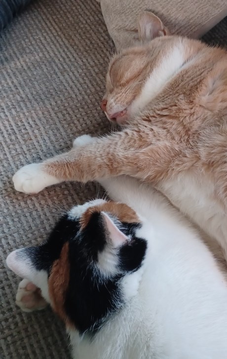 Kat Europese korthaar of huiskat