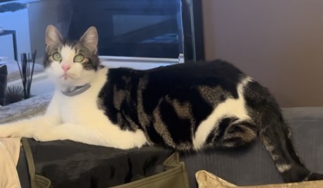 Kat Europese korthaar of huiskat