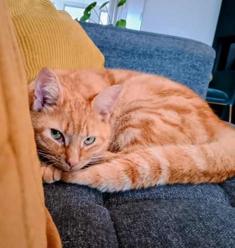 Kat Europese korthaar of huiskat