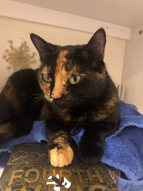 Kat Europese korthaar of huiskat