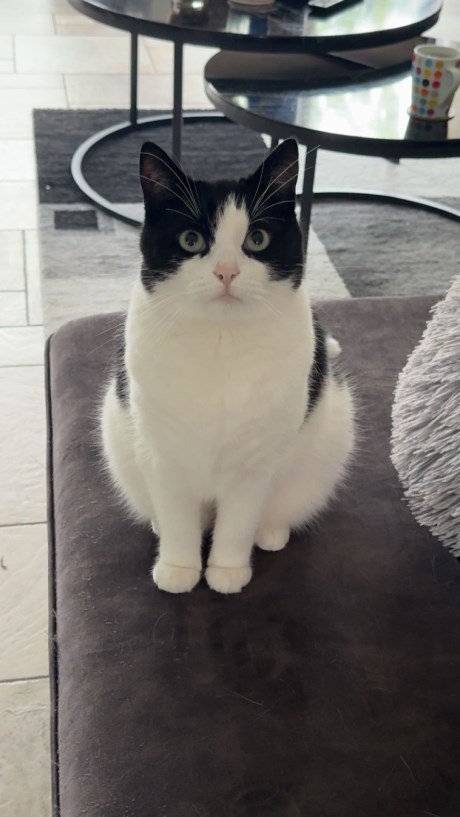 Kat Europese korthaar of huiskat