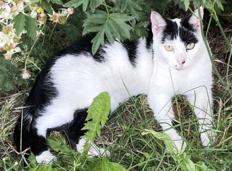 Kat Europese korthaar of huiskat