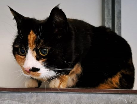 Kat Europese korthaar of huiskat