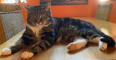 Kat Europese korthaar of huiskat