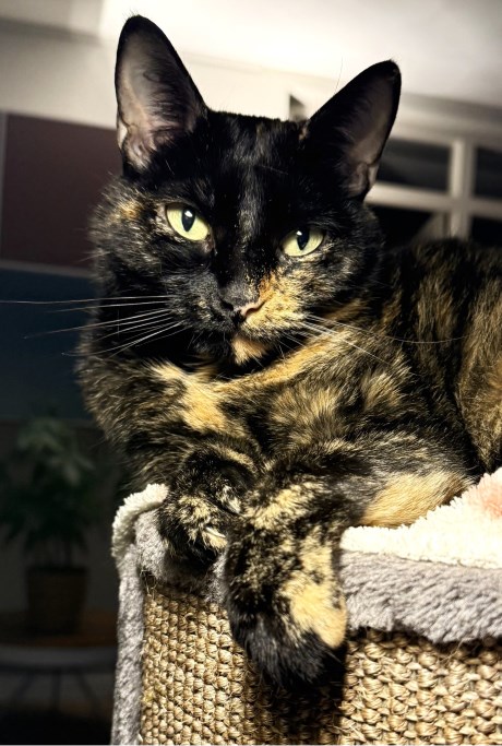 Kat Europese korthaar of huiskat