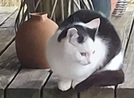 Kat Europese korthaar of huiskat