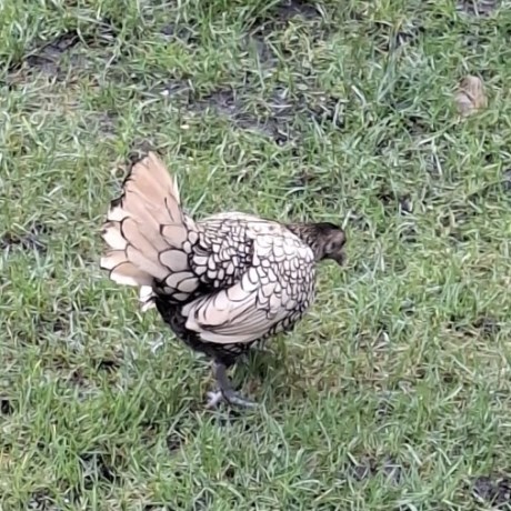 Vogel Overige rassen