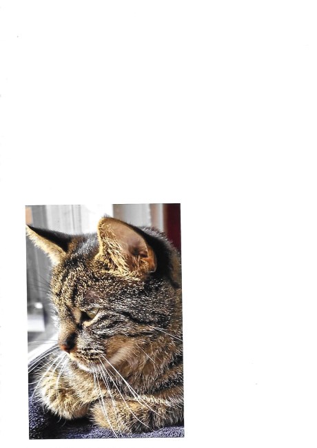 Kat Europese korthaar of huiskat