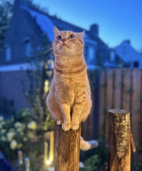 Kat Europese korthaar of huiskat