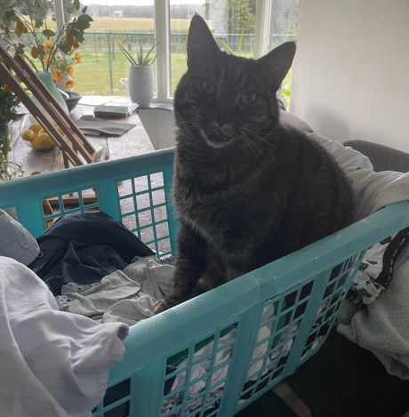 Kat Europese korthaar of huiskat